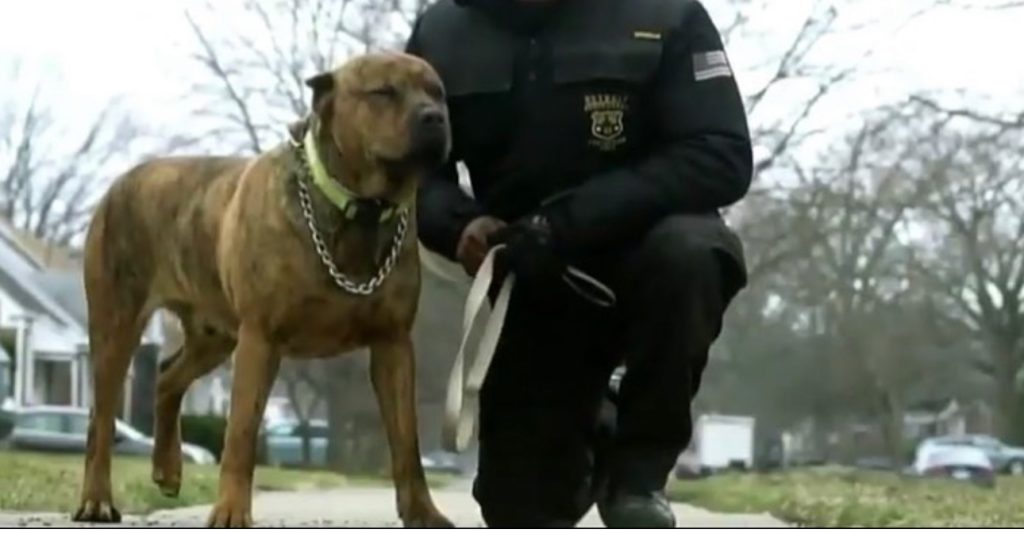 Detroit Body Guards — photo 46