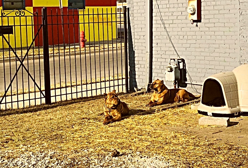 Detroit Body Guards — photo 50